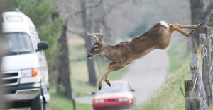 deer-road-cars