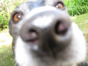 dog-closeup