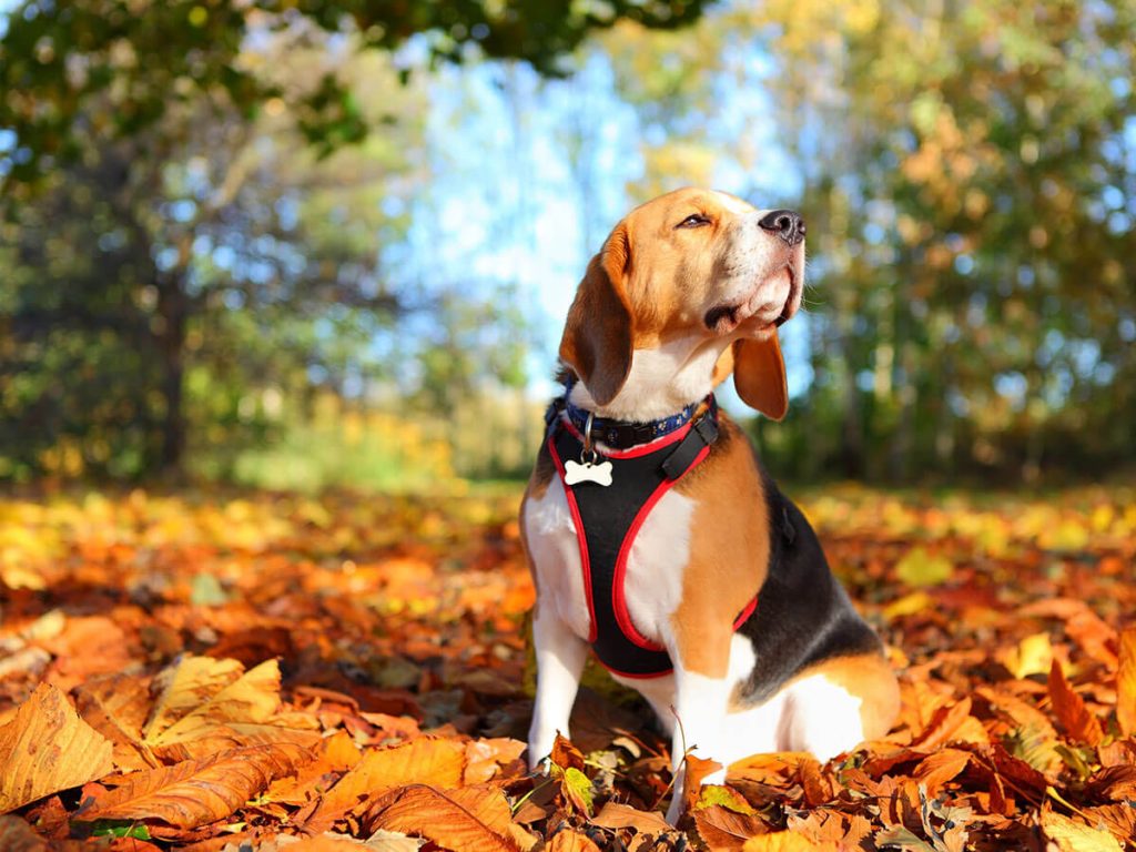 fall-puppy-in-leaves